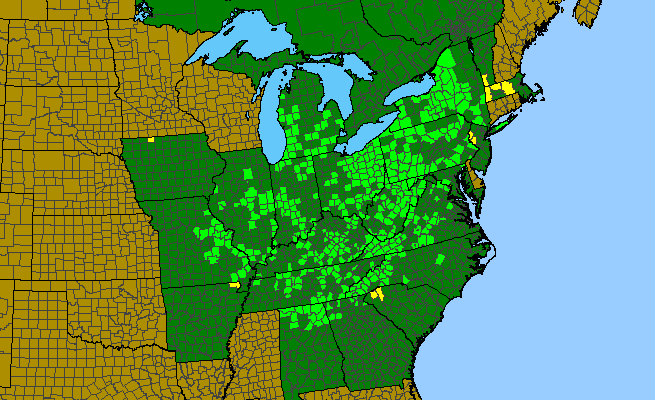 The range of Hydrophyllum canadense